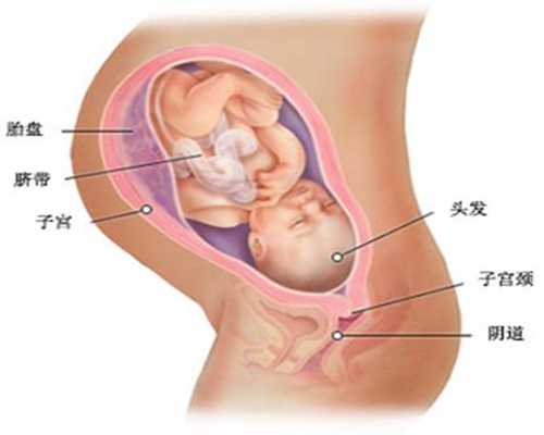 莆田借卵子试管生子,精子能在子宫存活多久