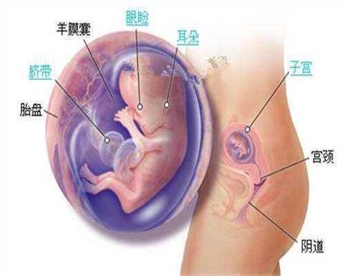 代孕是个女儿-医院可以借卵生子的费用父亲有蚕