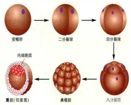 广州代孕_广州供卵高端机构_广州代孕生殖机构价格表